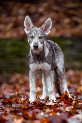 marxdorfer-wolfshund-welpe