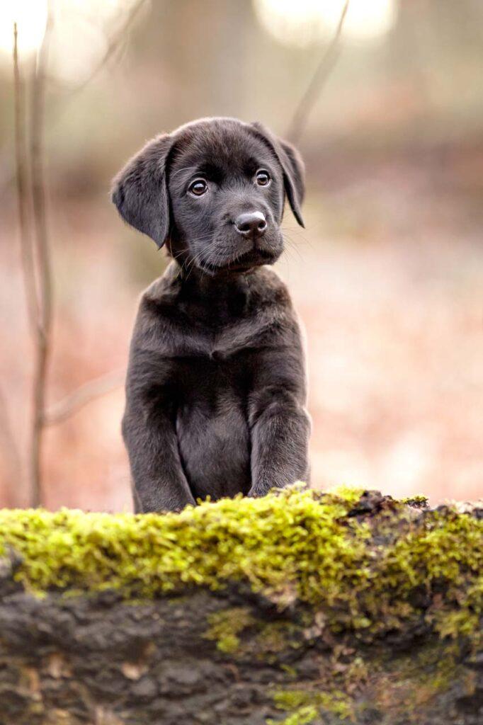 Hundeshooting in NRW mit den Kleinsten - Welpenshooting
