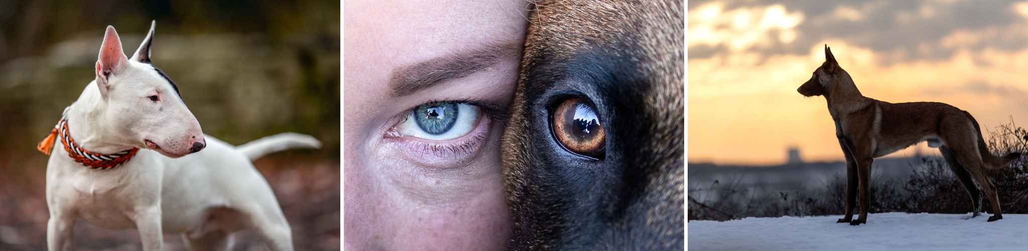hundefotografie bottrop 1